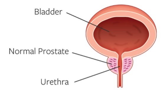 Normal Prostate
