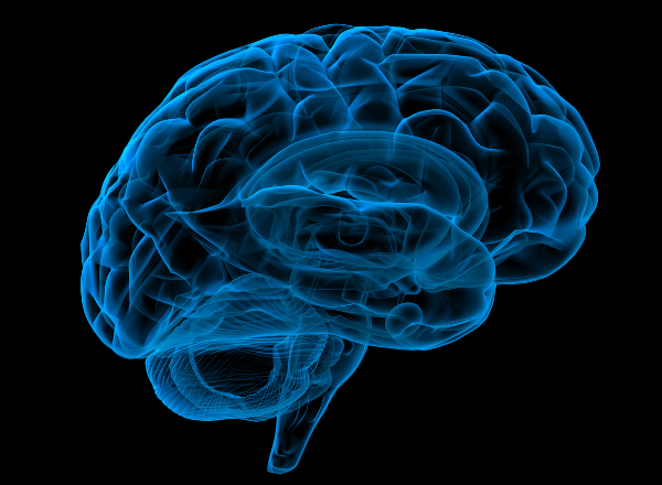 Brain Brain